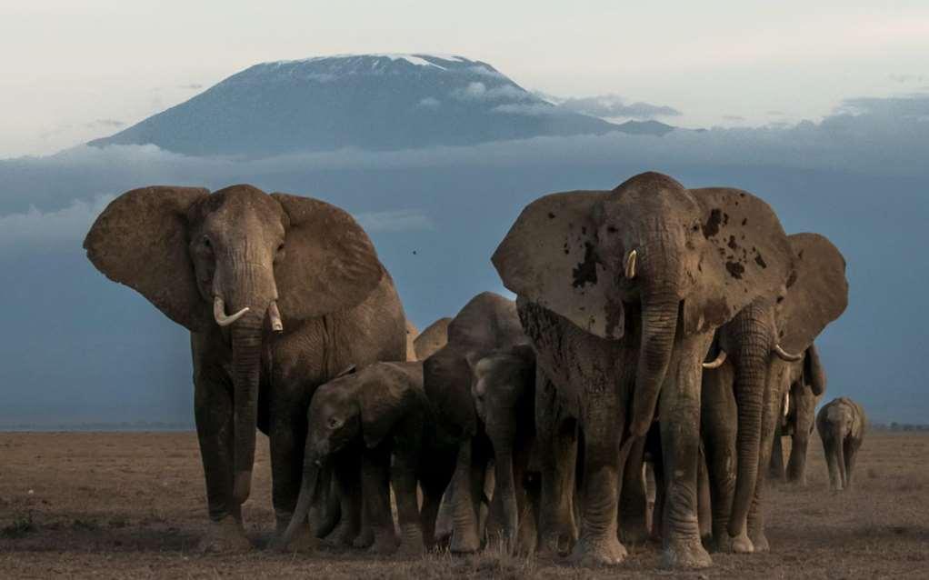 Amboseli Serena Safari Lodge Fasilitas foto